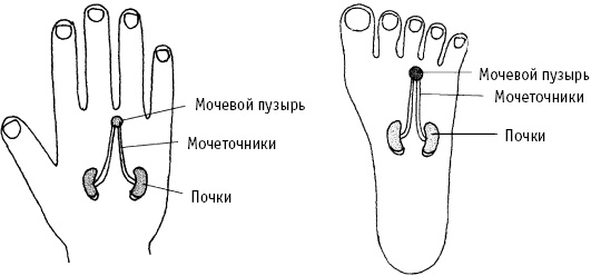 Большой атлас целительных точек. Китайская медицина на страже здоровья и долголетия