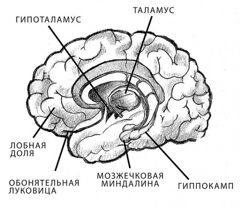 Совершенный мозг