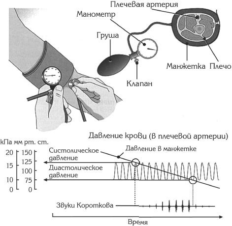 Атлас. Анатомия и физиология человека