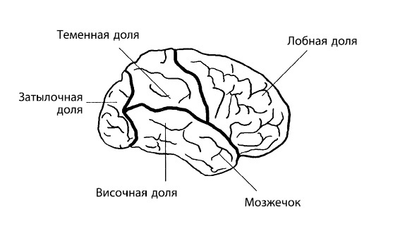 Гиперактивный ребенок - это навсегда? Альтернативный взгляд на проблему