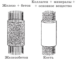 Остеопороз. Тихая эпидемия XXI века