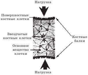 Остеопороз. Тихая эпидемия XXI века