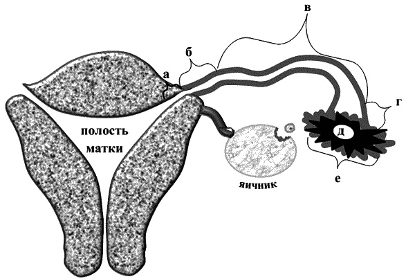 Бесплодие – не приговор!