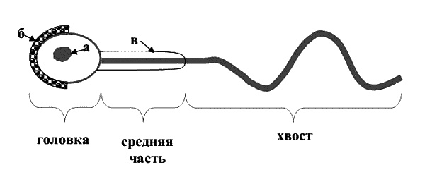 Бесплодие – не приговор!