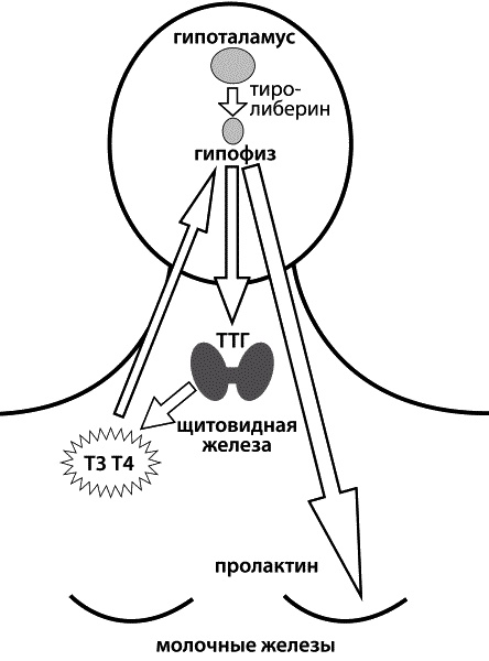 Материнство. От зачатия до родов