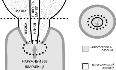 Путь здоровья