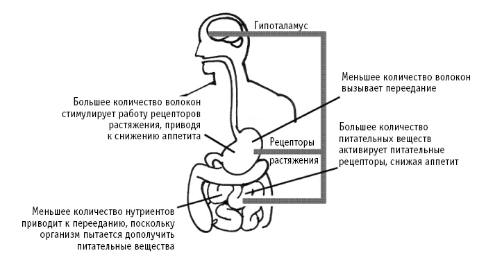 Питание как основа здоровья. Самый простой и естественный способ за 6 недель восстановить силы организма и сбросить лишний вес