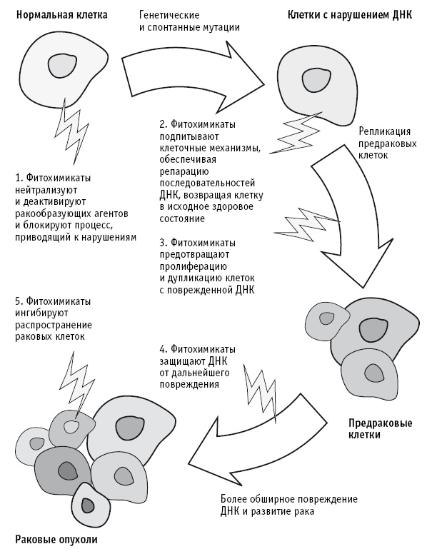 Питание как основа здоровья. Самый простой и естественный способ за 6 недель восстановить силы организма и сбросить лишний вес