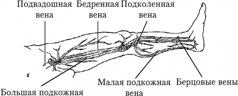 Варикозное расширение вен. Лечение традиционными и нетрадиционными методами