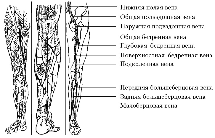 Варикозное расширение вен. Лечение традиционными и нетрадиционными методами