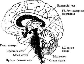 Сон. Почему мы спим и как нам это лучше всего удается