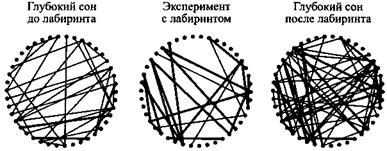 Сон. Почему мы спим и как нам это лучше всего удается