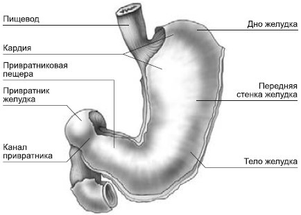 Болезни желудка и кишечника. Лечение и очищение