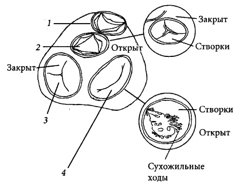 Здоровое сердце и сосуды