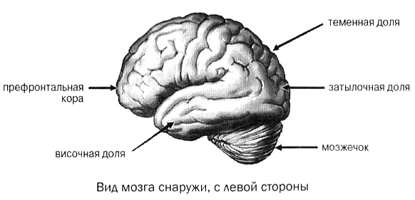 Мозг против лишнего веса