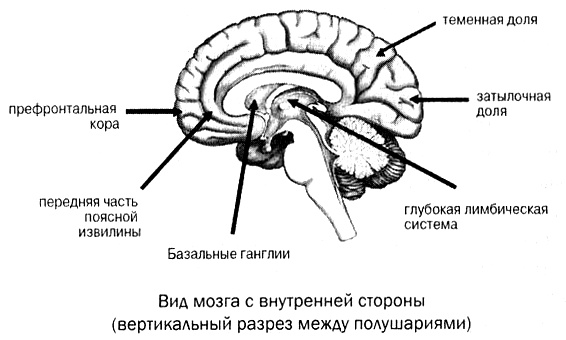 Мозг против лишнего веса