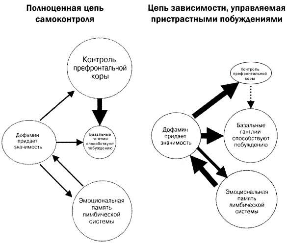 Мозг против лишнего веса