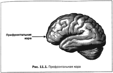 Великолепный мозг в любом возрасте