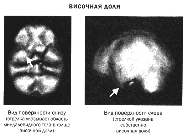 Мозг и душа. Новые открытия о влиянии мозга на характер, чувства, эмоции