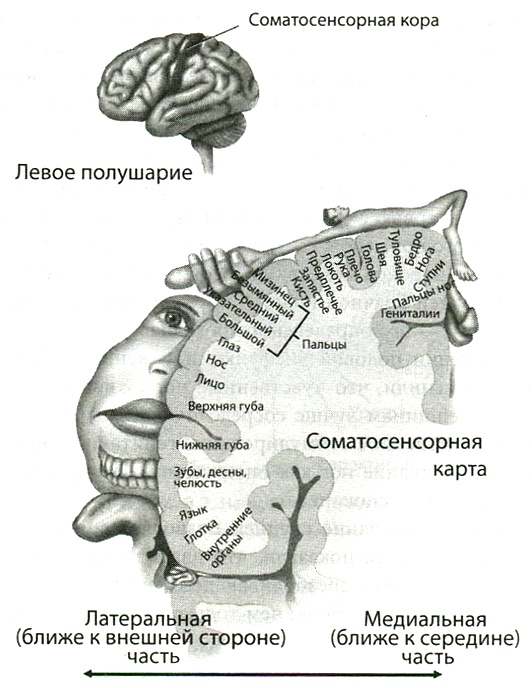 Мозг и любовь. Секреты практической нейробиологии