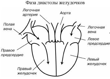 Детское сердечко