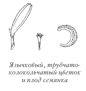 Календула, алоэ и бадан толстолистный - целители от всех болезней