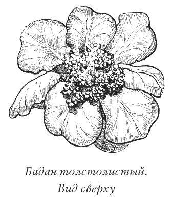 Календула, алоэ и бадан толстолистный - целители от всех болезней