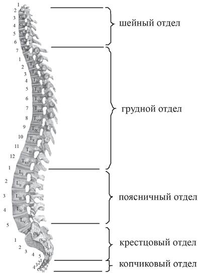 Остеохондроз для профессионального пациента