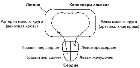 Единственная правда об астме