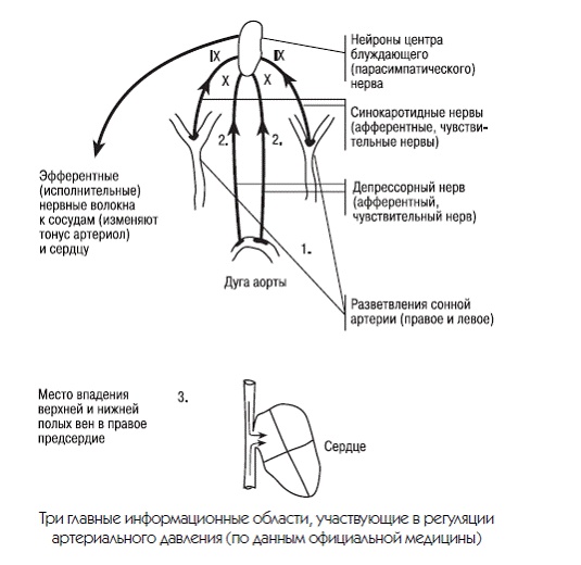 Новый взгляд на гипертонию. Причины и лечение