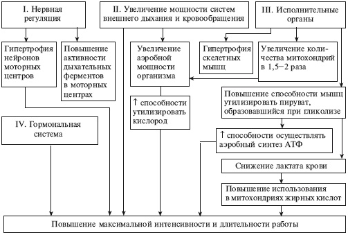 Массаж и лечебная физкультура