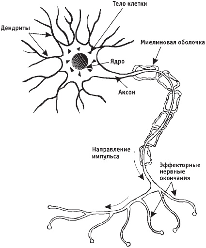 Первая скрипка позвоночника. Революционная методика лечения остеохондроза