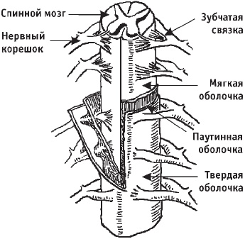 Первая скрипка позвоночника. Революционная методика лечения остеохондроза