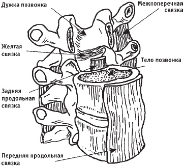 Первая скрипка позвоночника. Революционная методика лечения остеохондроза