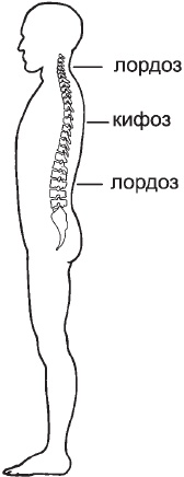 Первая скрипка позвоночника. Революционная методика лечения остеохондроза