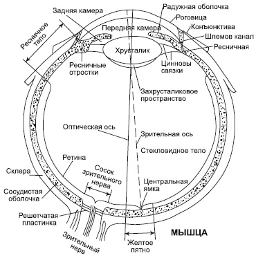 Зрение на 100%. Фитнес и диета для глаз