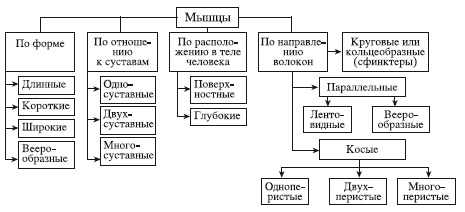 Атлас профессионального массажа