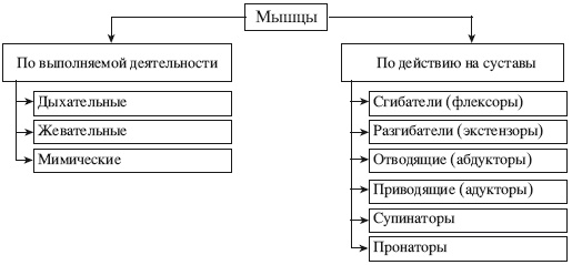 Атлас профессионального массажа