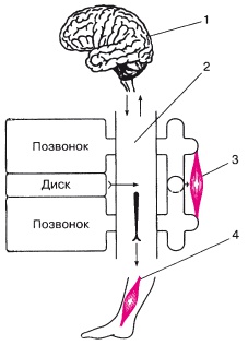 Атлас профессионального массажа