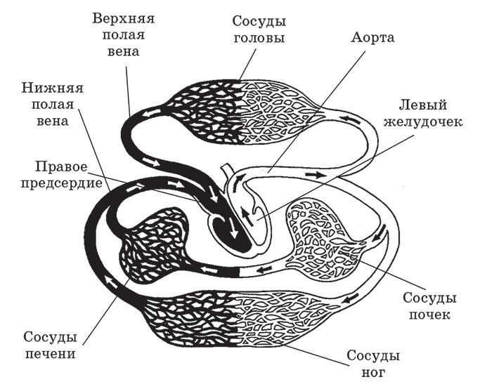 Здоровье женщины. Энциклопедия