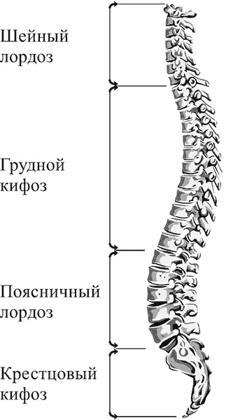 Здоровье вашего позвоночника