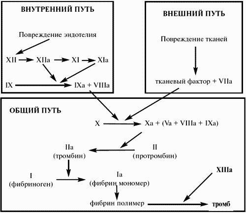 Заболевания крови. Полный справочник