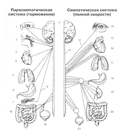 Непобедимый интроверт