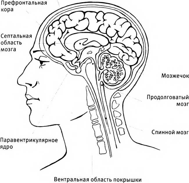 Любовь и секс. Как мы ими занимаемся