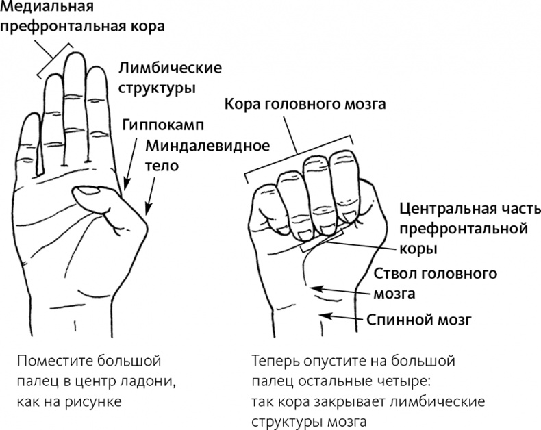 Майндсайт. Новая наука личной трансформации