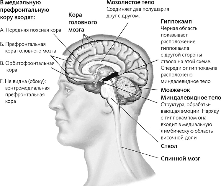 Майндсайт. Новая наука личной трансформации