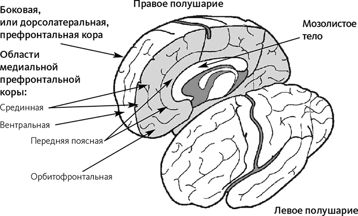 Майндсайт. Новая наука личной трансформации