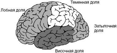 Антимозг. Цифровые технологии и мозг