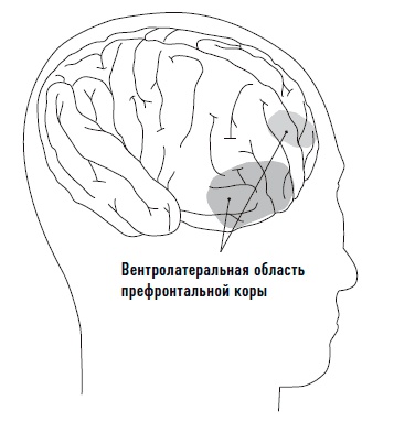 Мозг. Инструкция по применению. Как использовать свои возможности по максимуму и без перегрузок