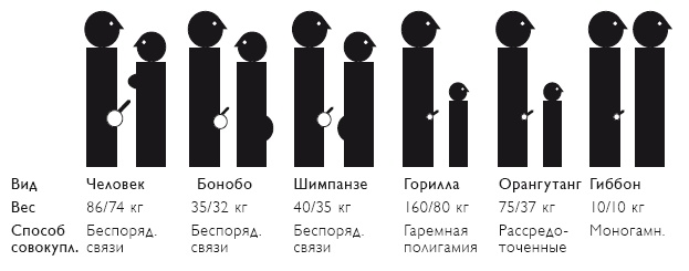 Секс на заре цивилизации. Эволюция человеческой сексуальности с доисторических времен до наших дней